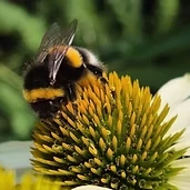 Bee on a flower